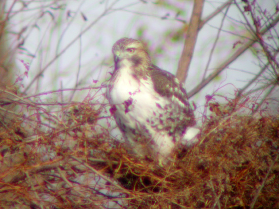 Red-tailed hawk