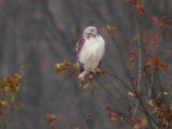 Red-tailed Hawk