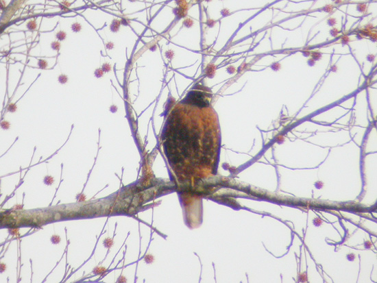 Red-tailed Hawk