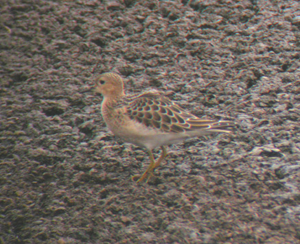 Buff-breasted Sandpiper