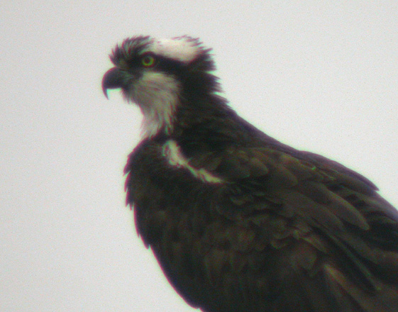 Osprey
