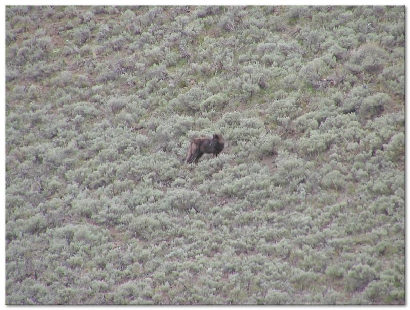 Black Phase Female Wolf 

Soda Butte