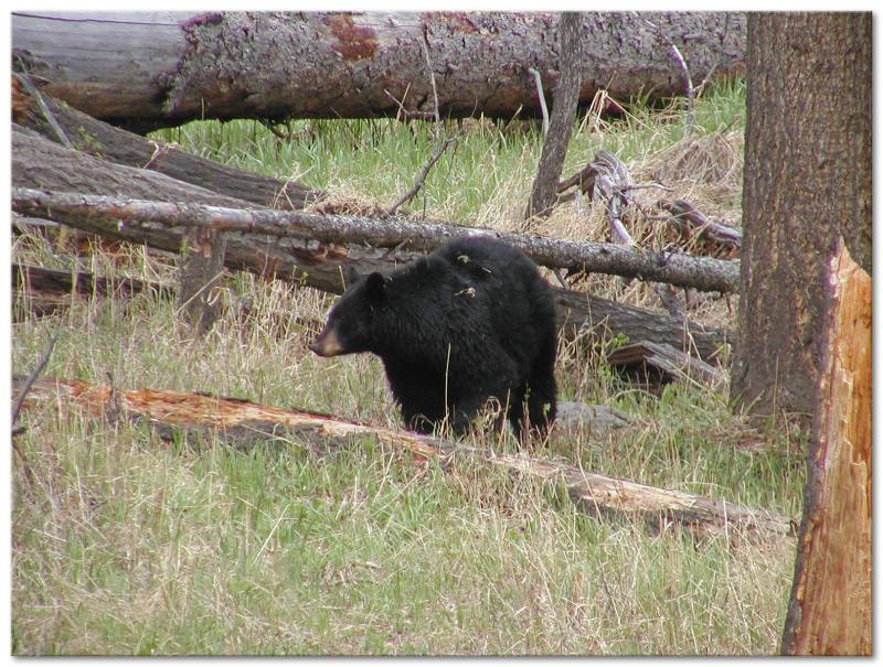 Black Bear Known As Rosie  

Calcite Springs