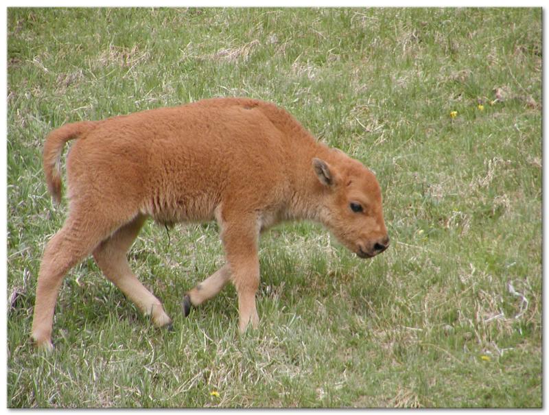 Baby Bison