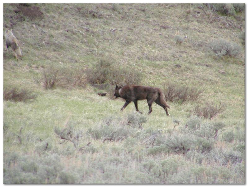  Druid Pack Alpha Female #286F Chases A Coyote At Midpoint Turnout,Lamar Valley