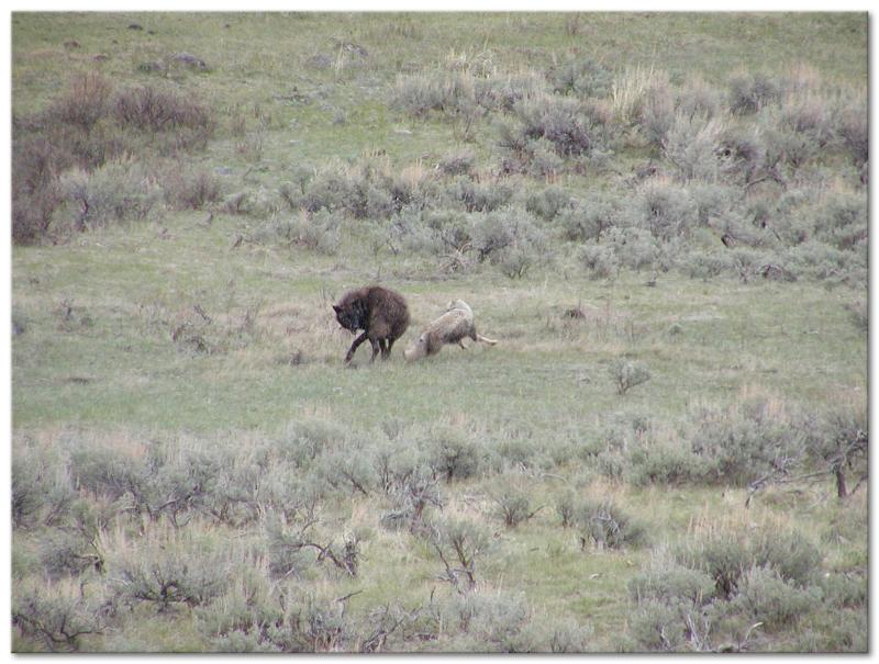 Wolf # 286F Mixes It Up With A Coyote,Lamar Valley