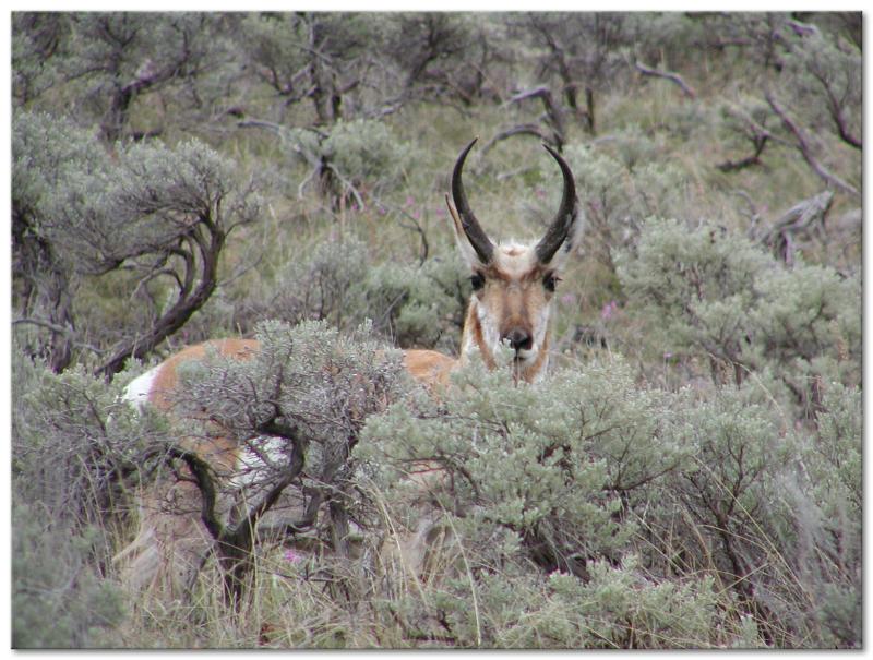 Antelope 

Round Prairie