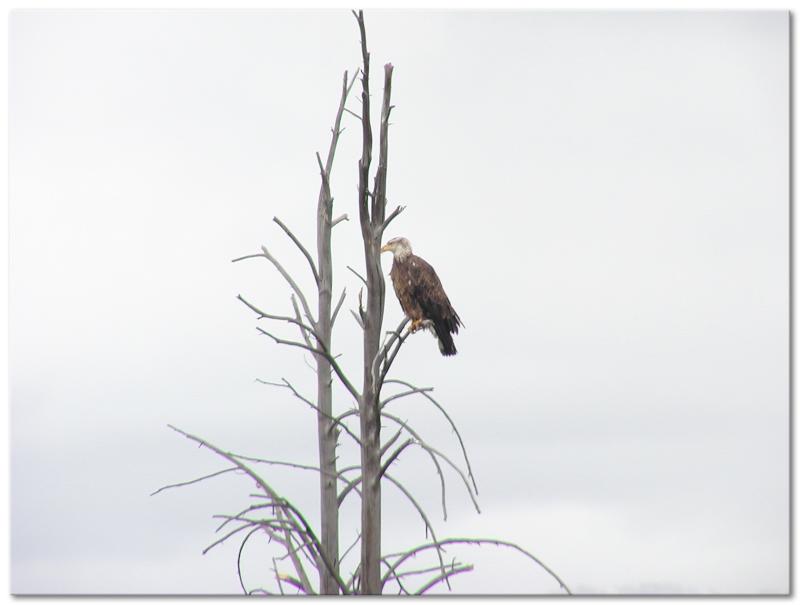 Immature bald eagle along the Yellowstone River,Hayden Valley area