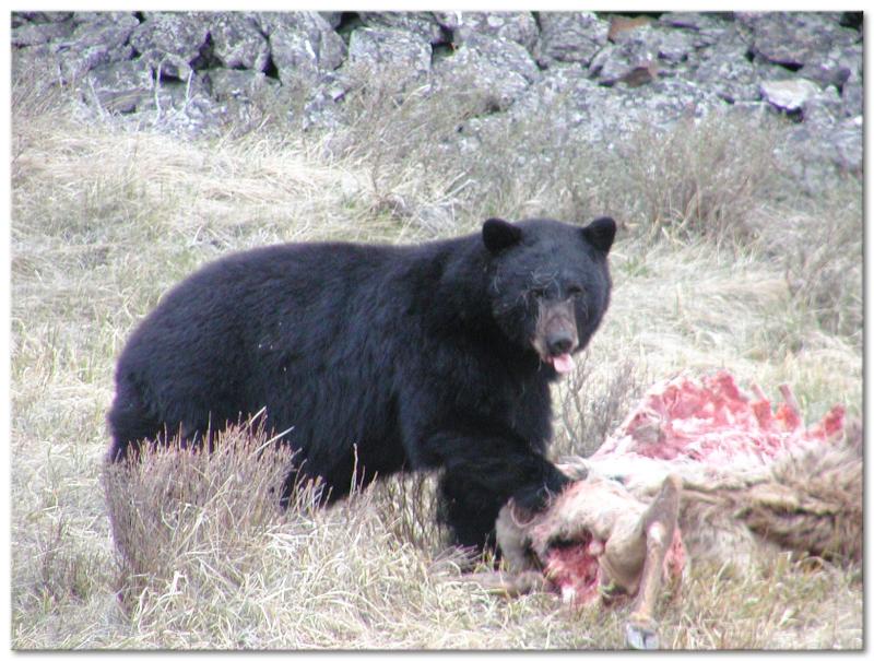 Black bear on a elk kill near Blacktail Lakes