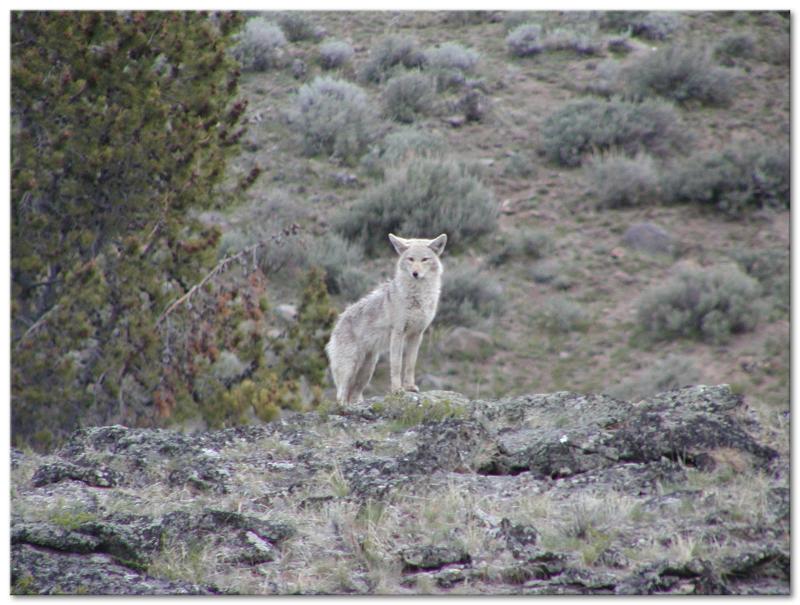 On the cliff above a coyote watches for a opportunity to eat