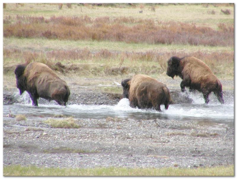 As the griz makes his way to Soda Butte Creek,the bison make a retreat