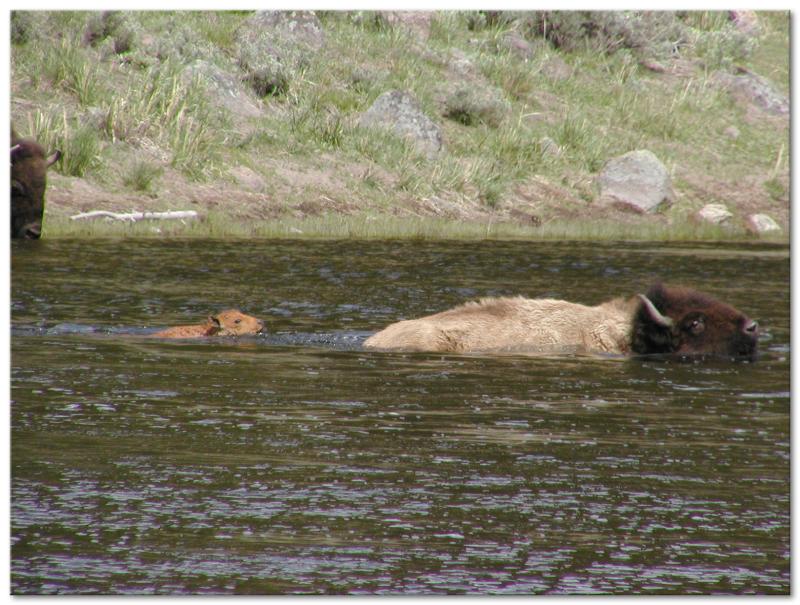 Cow guides her calf across this swift and deep part of the river