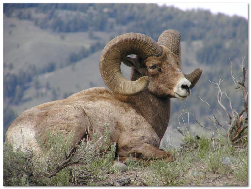 Bighorns 

Yellowstone River Just West Of Little America