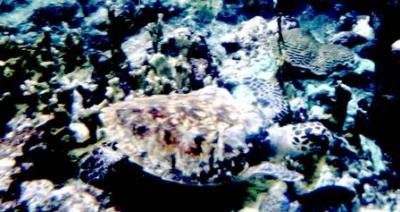 Hawksbill Turtle
