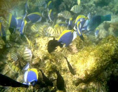Indian Ocean (2000)