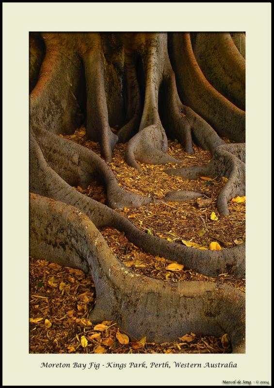 Moreton Bay Fig