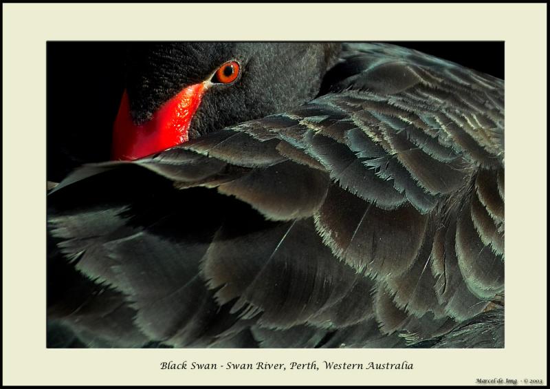Black Swan 1 - Swan River