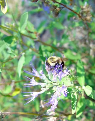 Bee on Flower.