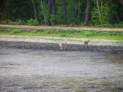 Twin fawns get muddy trying to get to the water