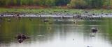 As the water level builds the king turtles return to bask on the stumps