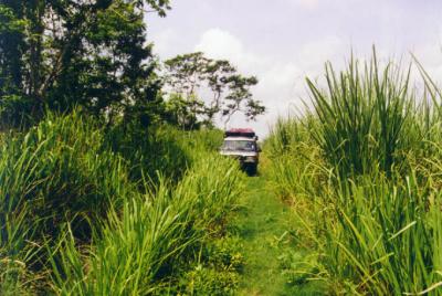 The now overgrown road into the Great Ceremonial Precinct