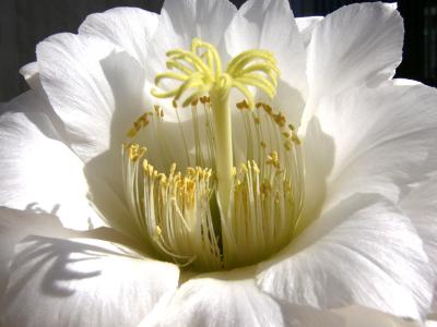 Cactus Flower