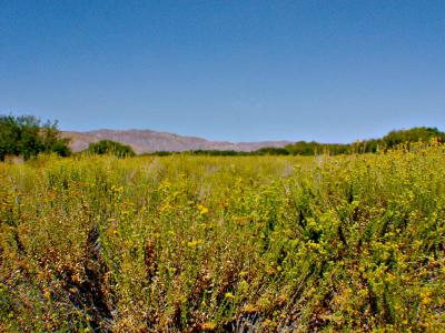 Meadow