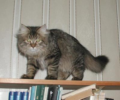 Siberian Cat Fantasia Ionessi aka Tassya  - 5 months - Tassya   5 kk