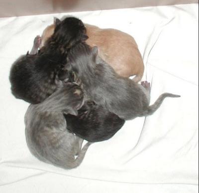 The kittens a couple of hours old.