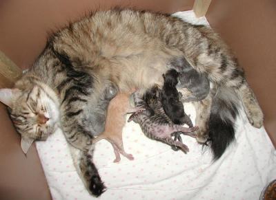 Roosa and kittens 2 days.