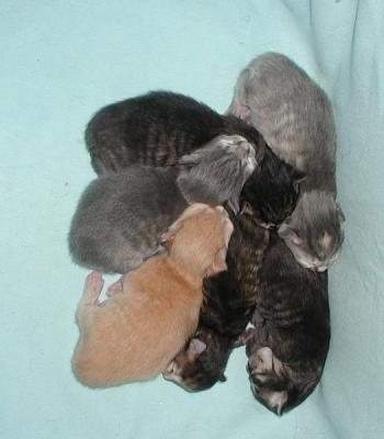 Six days old kittens napping happily.