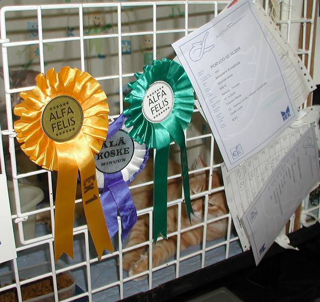 Riki peeking out between the rosettes and judges reports.