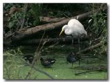 Great Egret and Friends