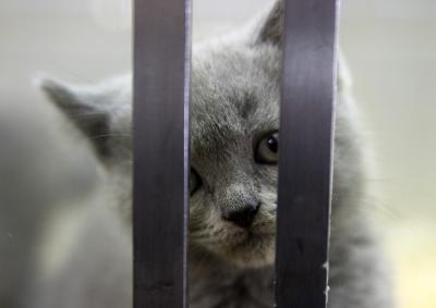 Chartreux in jail(17/05)
