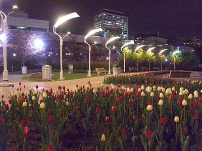 City Hall Tulips