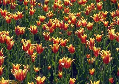 Tulips9
