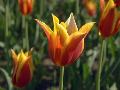 Tulips11