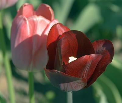 Tulips17