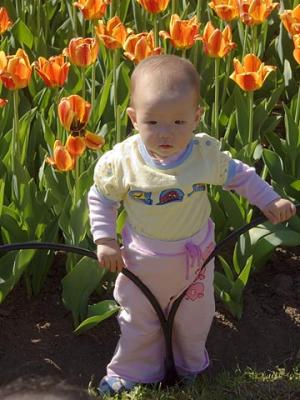Toddler in Tulips
