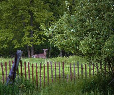 Deer Beyond Fence