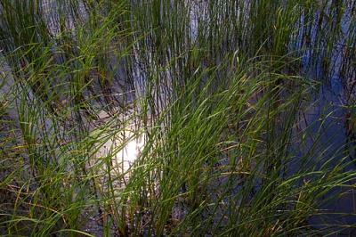 u45/merriwolf/medium/39809216.SunReflection_5391.jpg