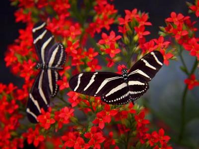Zebra Butterflies 5463