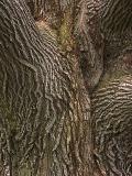 Very Old Bark