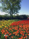 Tulip Bed6