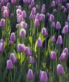 Tulips6