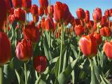 Tulips13
