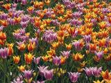 Tulips18