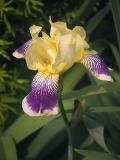 Purple & Yellow Iris