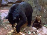Algonquin Park Bears 6000