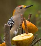 Golden-fronted Woodpecker 5375